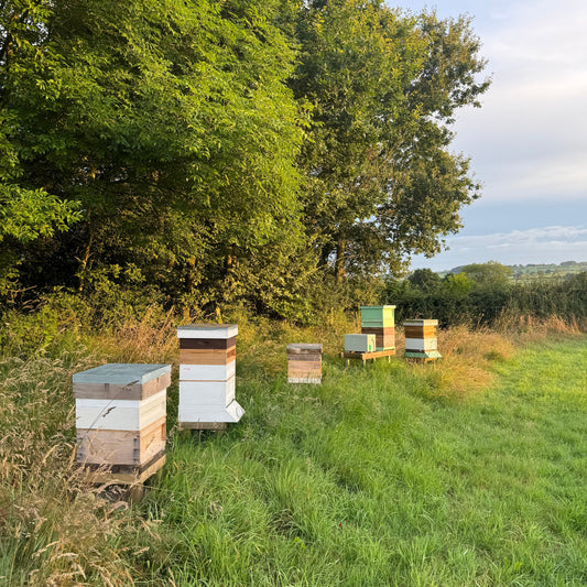 NEW - Bees in Business Programme